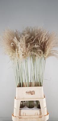 <h4>Df Miscanthus Dry Feather</h4>
