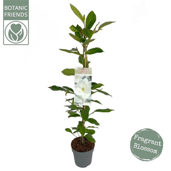<h4>Michelia 'Fairy Magnolia Cream' ®</h4>