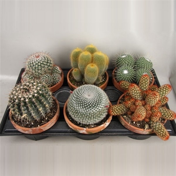 <h4>art.106 Cactus gemengd 15 cm</h4>
