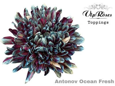 <h4>Chrys bl paint antonov ocean fresh</h4>