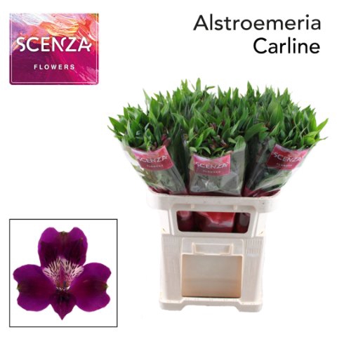 <h4>Alstroemeria carline</h4>