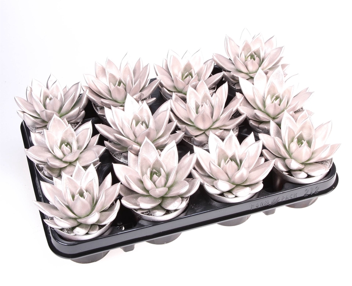 <h4>Echeveria  'Miranda'</h4>