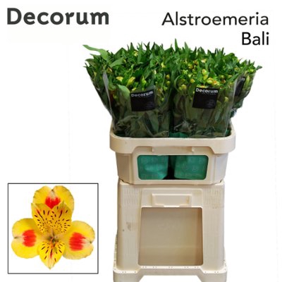 Alstroemeria bali