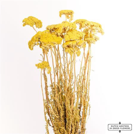 <h4>Dried Achillea Moonshine Bunch</h4>
