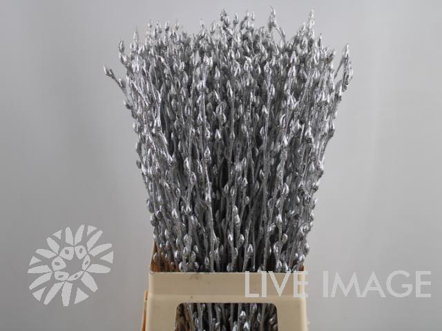<h4>Salix paint pussy willow silver</h4>