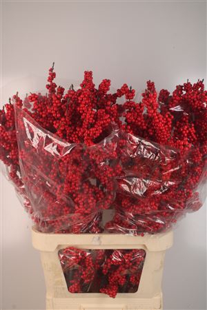 <h4>Ilex magical crimson</h4>