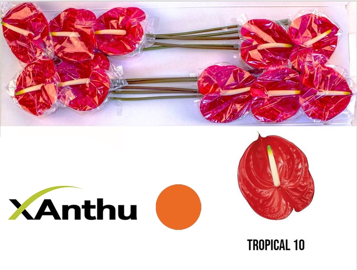 <h4>ANTH A Tropical 10</h4>