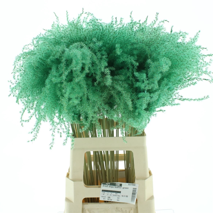 <h4>Dried Stipa Feather Azuur Green</h4>