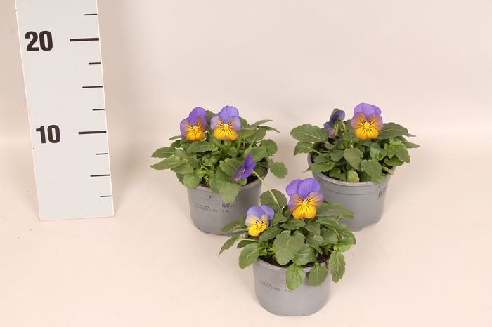 <h4>Viola cornuta F1 Morpho</h4>