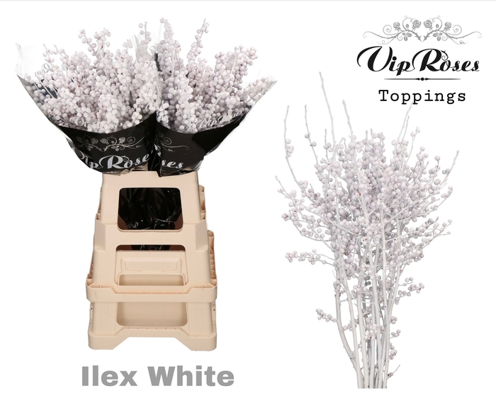 <h4>Ilex paint white</h4>