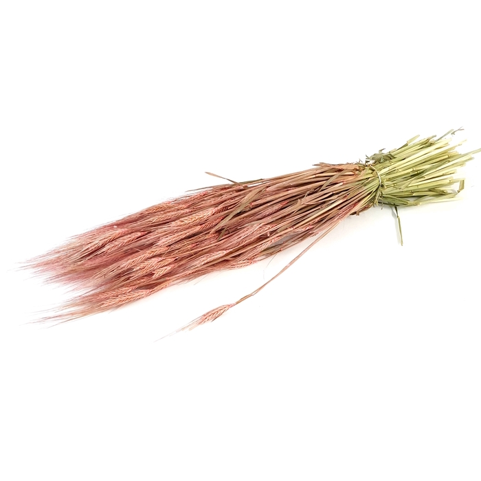 <h4>DRIED FLOWERS - HORDEUM FROSTED PINK</h4>