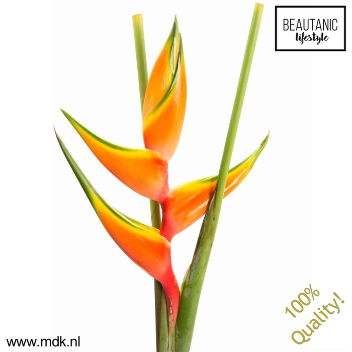<h4>Heliconia bihai peachy pink</h4>