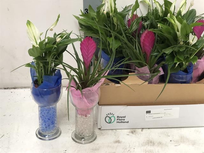 <h4>Arrangementen planten in schaal</h4>