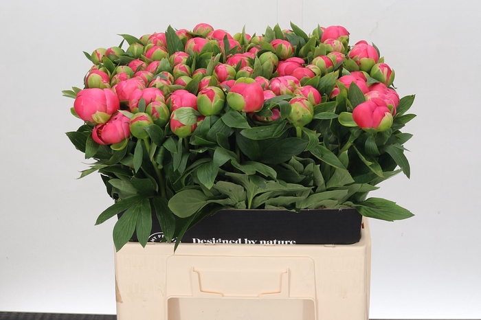 <h4>Paeonia Pink Hawaiian Coral</h4>