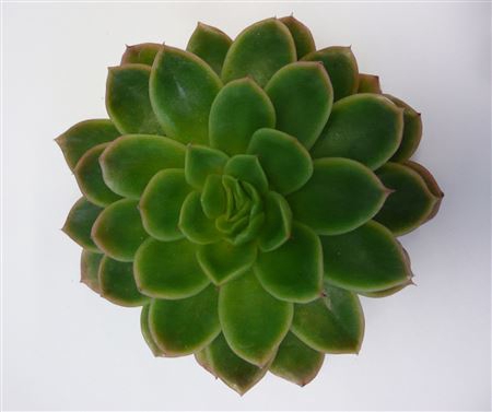 <h4>Echeveria gilva cutflower</h4>