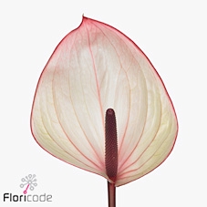 <h4>Anthurium facetto</h4>