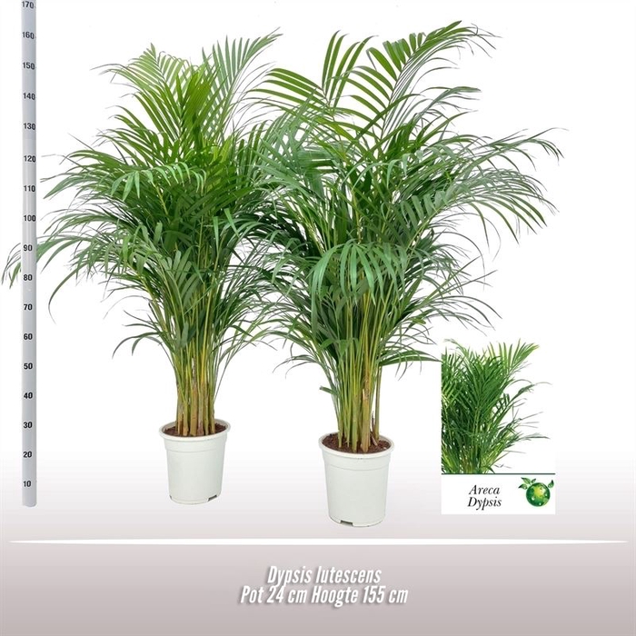 <h4>Dypsis Lutescens ...chrysalidoca</h4>