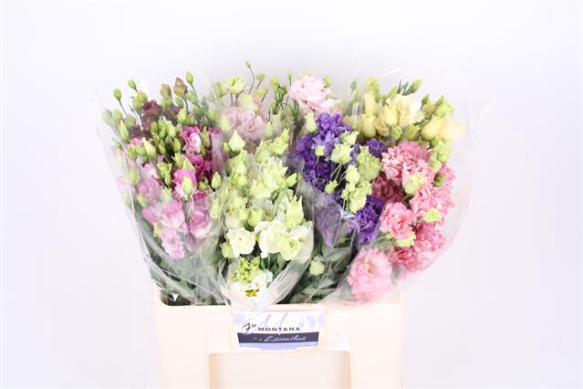 <h4>Lisianthus do mix in bucket</h4>