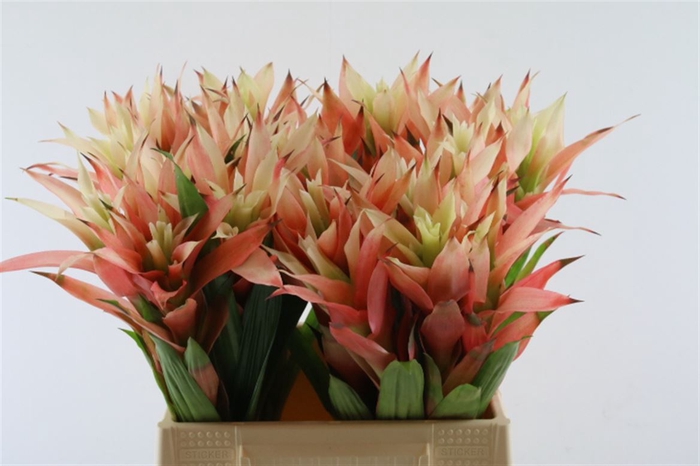 <h4>Bromelia Peach</h4>