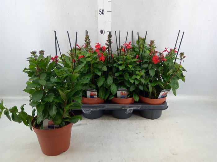 <h4>Lobelia Speciosa 'fan Scarlet'</h4>