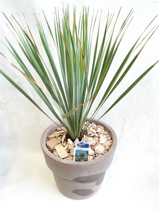<h4>Arr. Tuinplanten H%</h4>