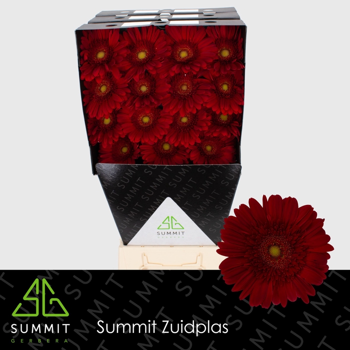 <h4>Gerbera Dinero Diamond</h4>