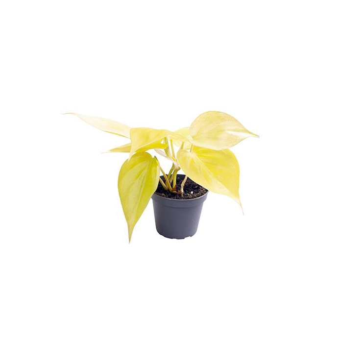 <h4>Philodendron Neon 6Ø 12cm</h4>