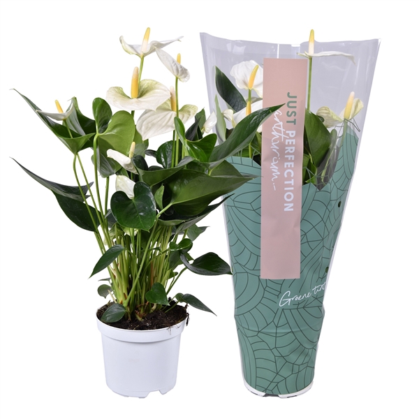 <h4>Anthurium Cocos "Just Perfection" (XL Flowers)</h4>