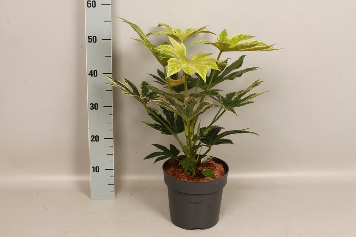 <h4>Fatsia spider's Web</h4>