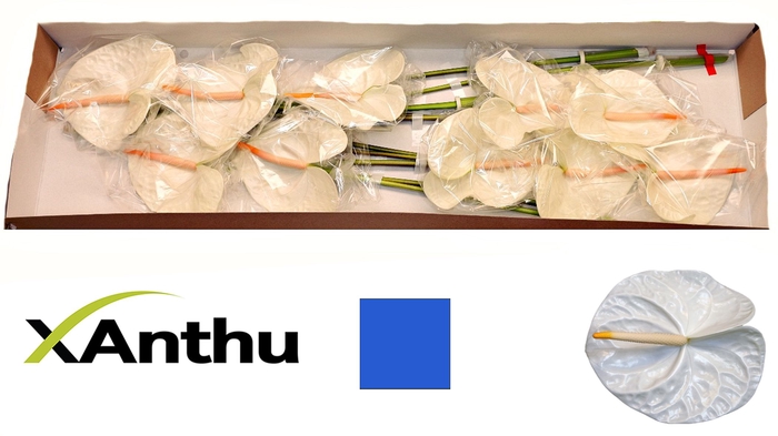 <h4>ANTH A ACROPOLIS</h4>