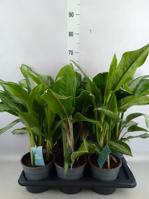 <h4>Aglaonema   ...mix</h4>