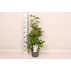 vaste planten 19 cm  Anemone Whirlwind