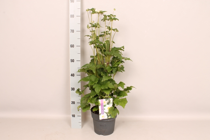 <h4>vaste planten 19 cm  Anemone Whirlwind in knop</h4>
