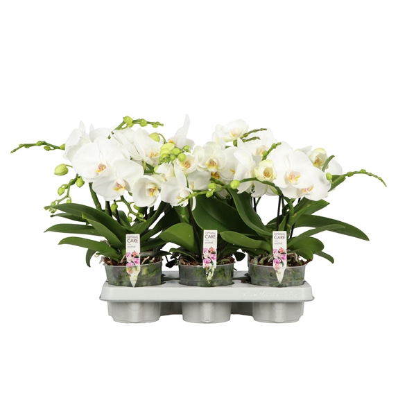<h4>A2 Shorty P12 White 40cm</h4>