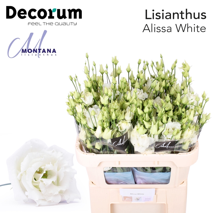 <h4>Lisianthus Alissa white 70cm</h4>