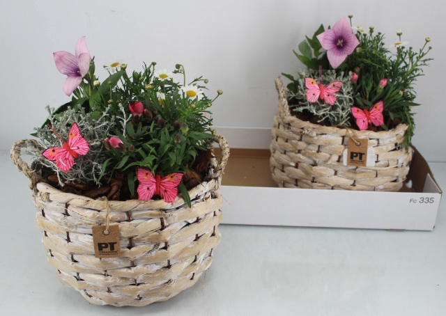 <h4>Arr Tuinplanten</h4>