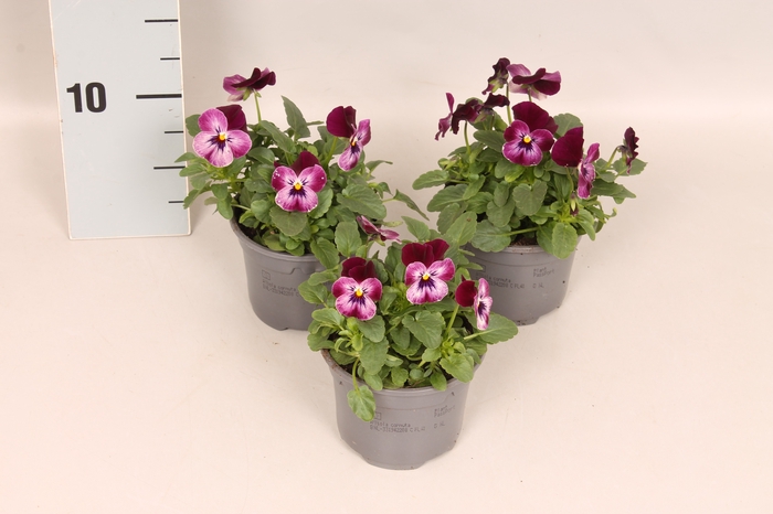<h4>Viola cornuta F1 Raspberry Joker</h4>