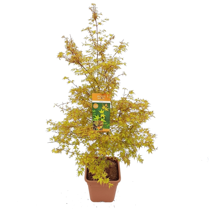 <h4>Acer palmatum 'Katsura'</h4>