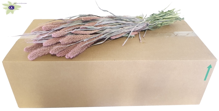 <h4>Setaria per bunch frosted pink</h4>