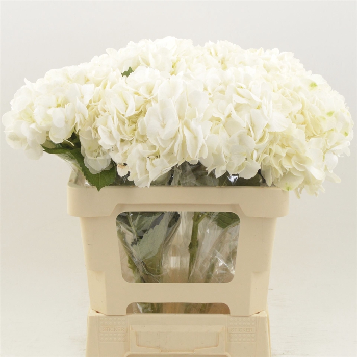 <h4>Hydrangea Ice Age</h4>