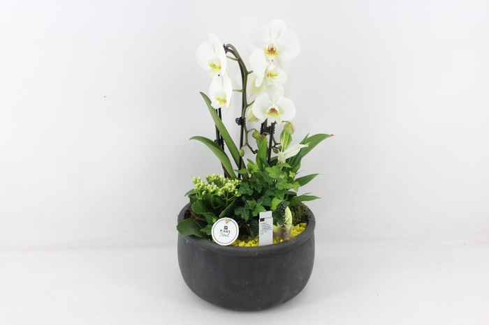 <h4>arr2 PL - Ker. schaal black phal. geel</h4>