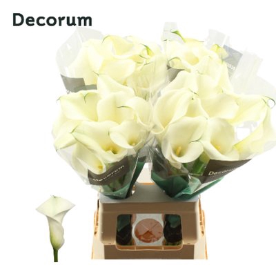 <h4>Zantedeschia captain ventura</h4>