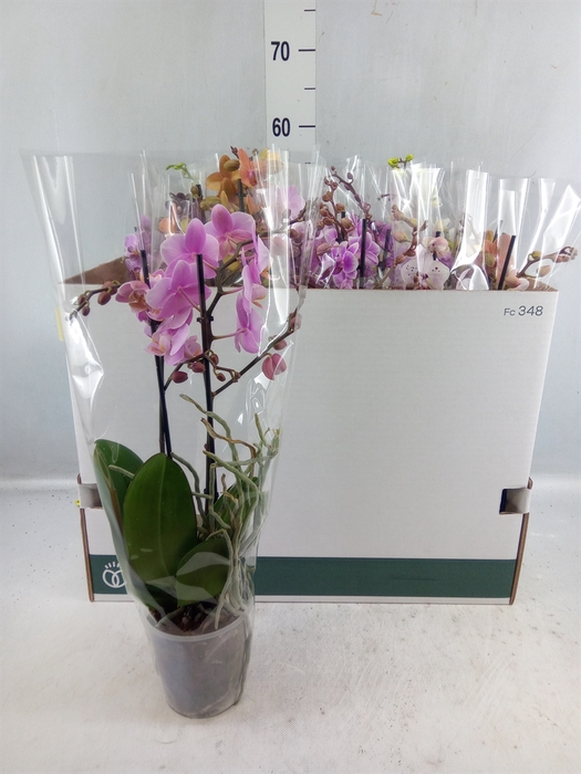 <h4>Phalaenopsis ...mix 8</h4>