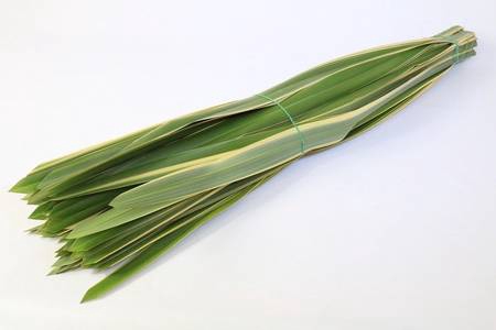 <h4>Leaf phormium tenax</h4>