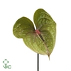 Anthurium pistache