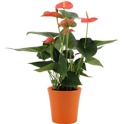<h4>Anthu An Prince Of Orange Keramiek Boston</h4>