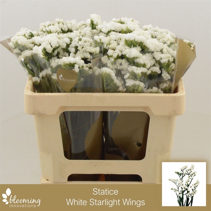 <h4>Statice White Starlight Wings</h4>
