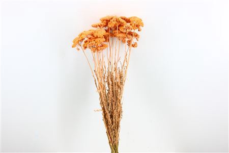 <h4>Dried Achillea Frosted Salmon Bunch</h4>