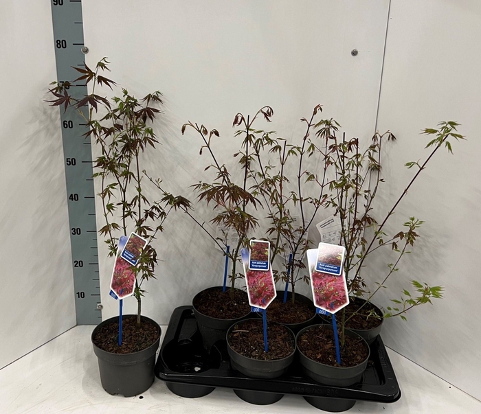 <h4>Acer palmatum Atropurpureum</h4>
