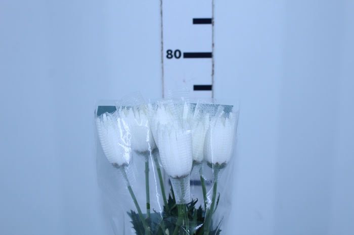 <h4>ANASTASIA WHITE 080 CM BRANCO</h4>